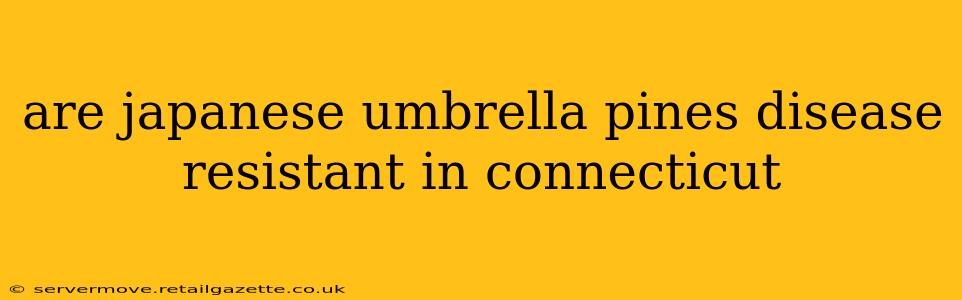 are japanese umbrella pines disease resistant in connecticut