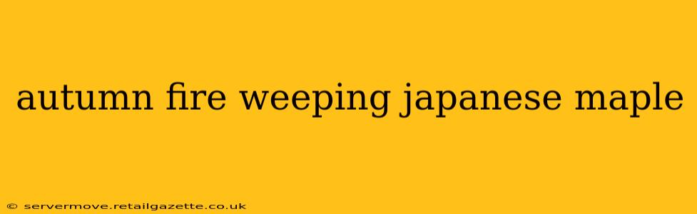 autumn fire weeping japanese maple