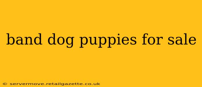 band dog puppies for sale