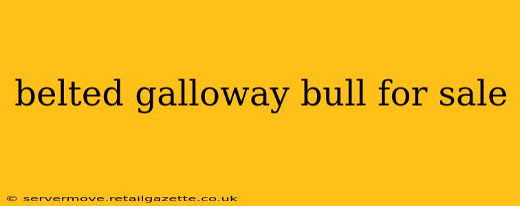 belted galloway bull for sale