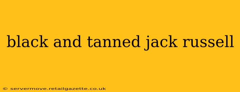 black and tanned jack russell
