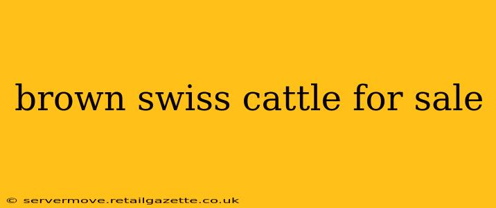 brown swiss cattle for sale