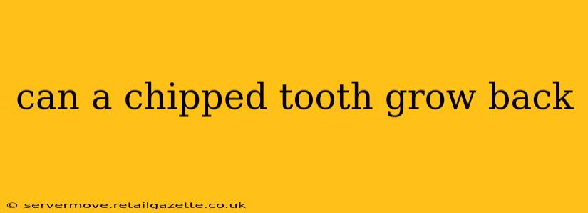 can a chipped tooth grow back