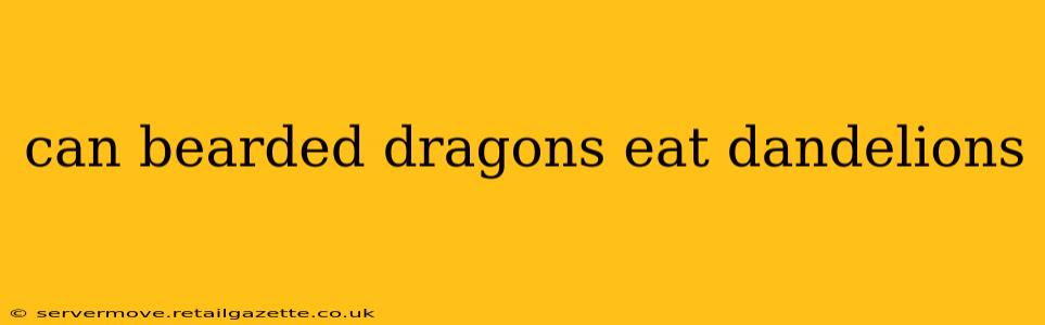 can bearded dragons eat dandelions