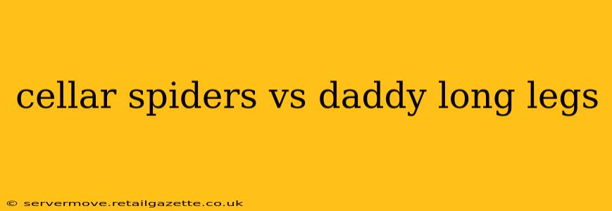 cellar spiders vs daddy long legs