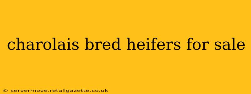 charolais bred heifers for sale
