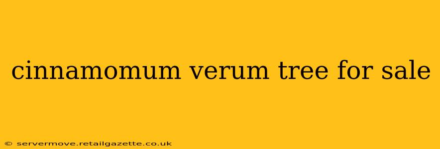 cinnamomum verum tree for sale