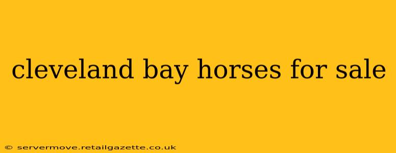 cleveland bay horses for sale