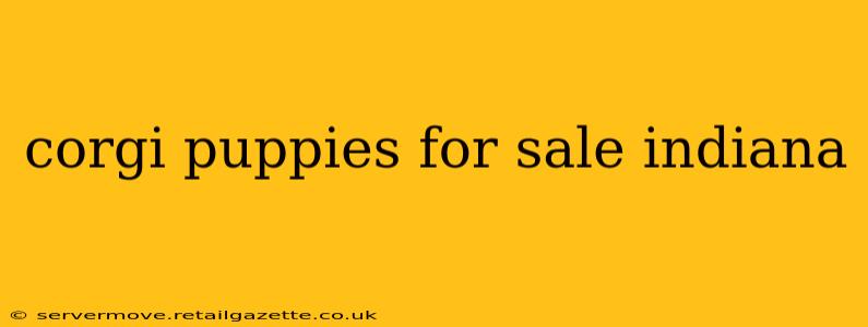 corgi puppies for sale indiana