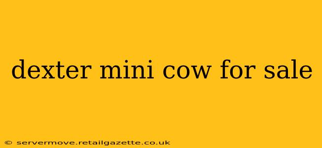 dexter mini cow for sale