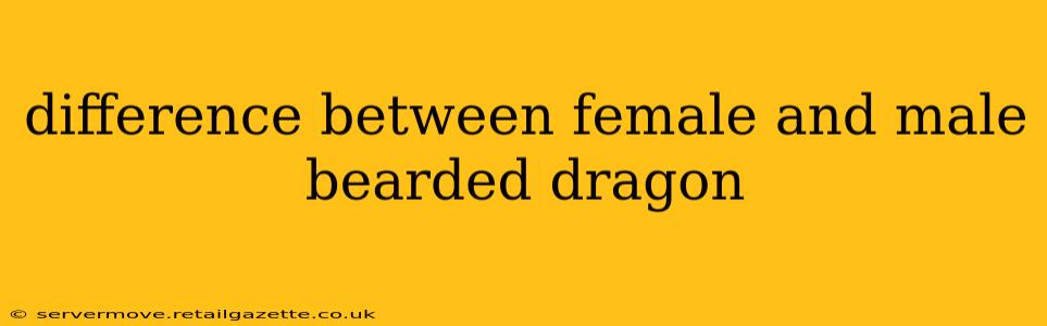 difference between female and male bearded dragon