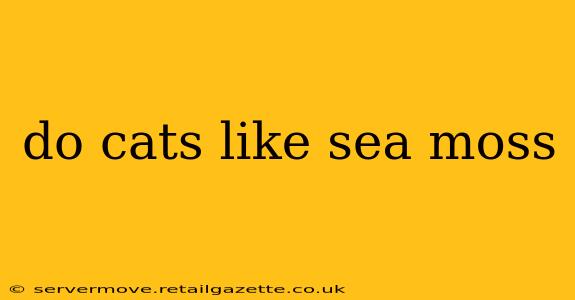 do cats like sea moss