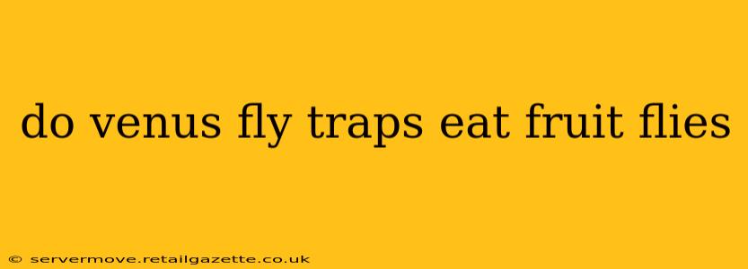 do venus fly traps eat fruit flies