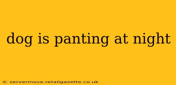 dog is panting at night