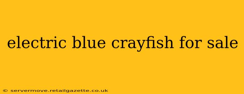 electric blue crayfish for sale