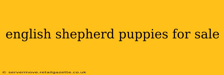 english shepherd puppies for sale
