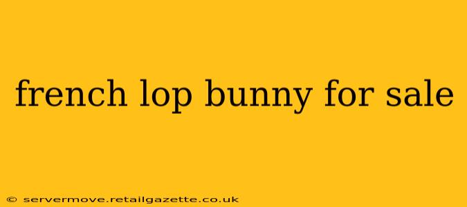 french lop bunny for sale