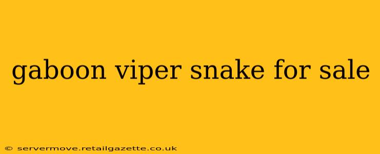 gaboon viper snake for sale