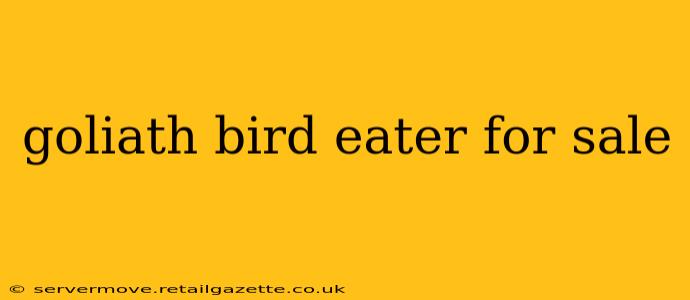 goliath bird eater for sale