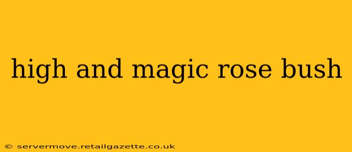 high and magic rose bush