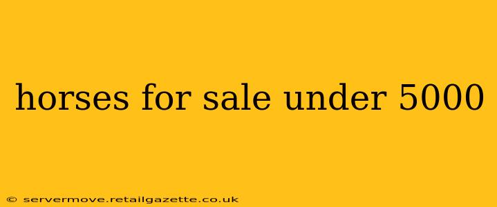 horses for sale under 5000