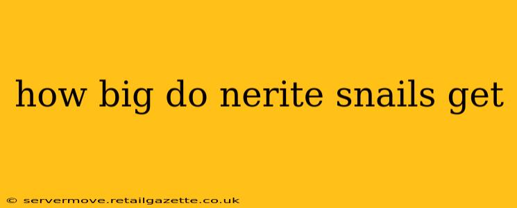 how big do nerite snails get