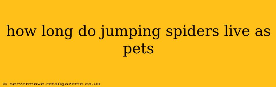 how long do jumping spiders live as pets
