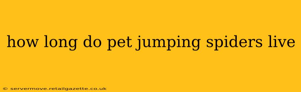 how long do pet jumping spiders live