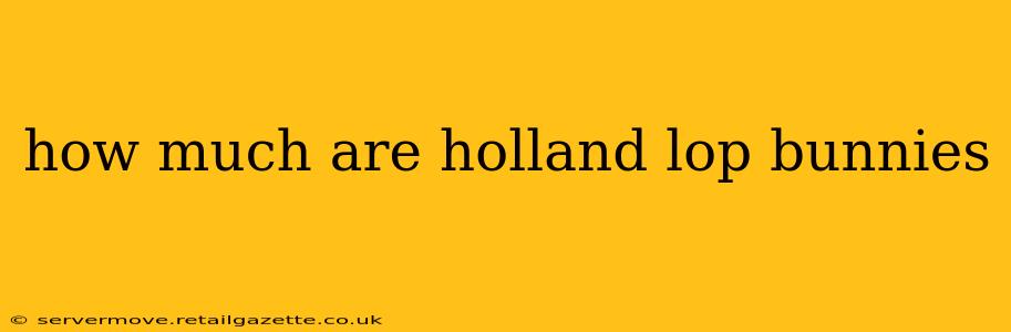 how much are holland lop bunnies
