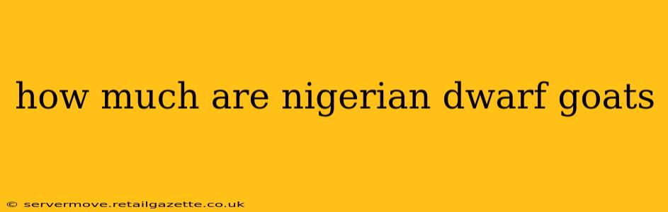 how much are nigerian dwarf goats