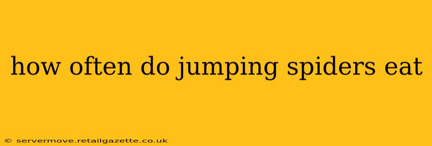 how often do jumping spiders eat