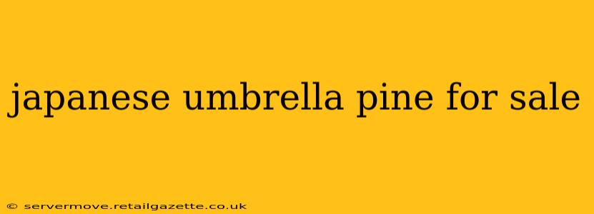 japanese umbrella pine for sale