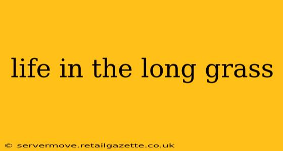 life in the long grass