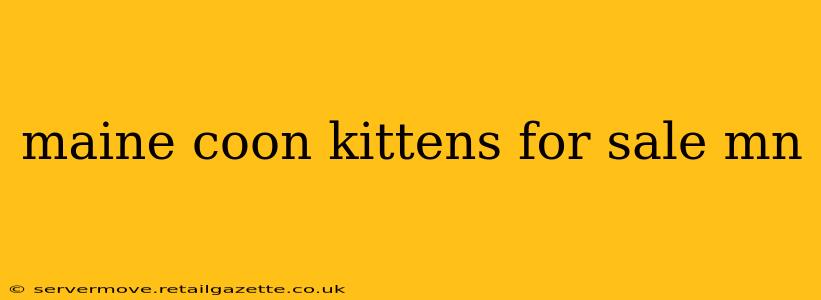 maine coon kittens for sale mn