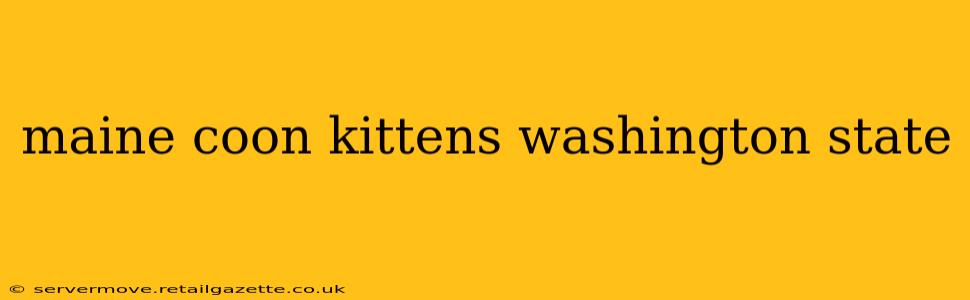 maine coon kittens washington state