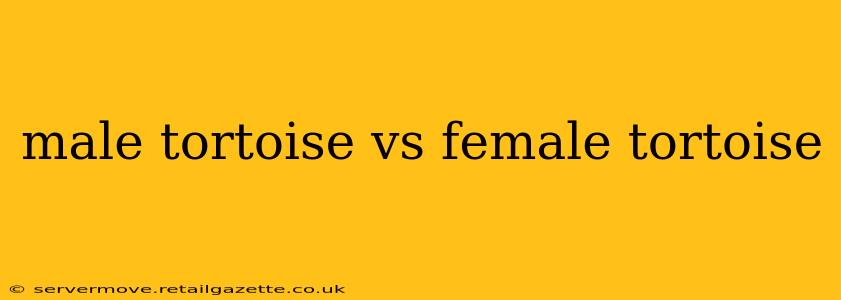 male tortoise vs female tortoise