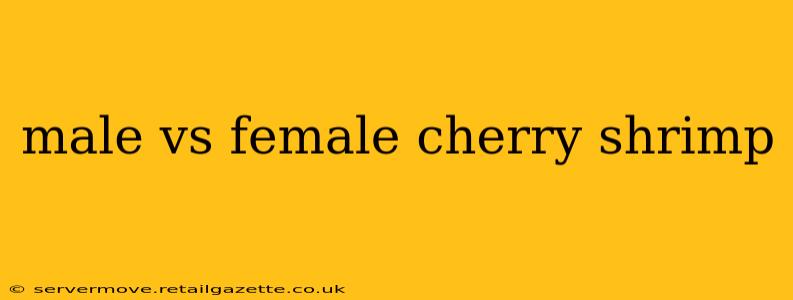 male vs female cherry shrimp