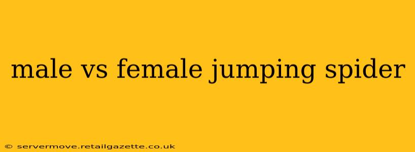 male vs female jumping spider