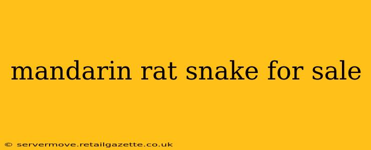 mandarin rat snake for sale