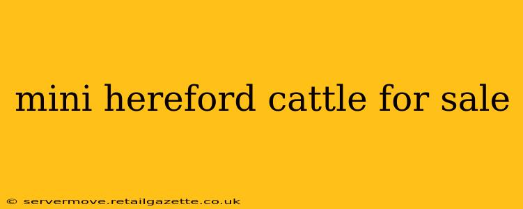 mini hereford cattle for sale