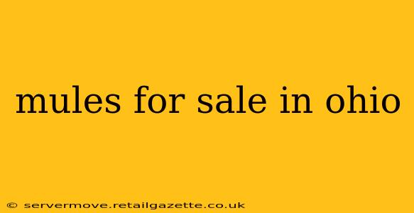 mules for sale in ohio