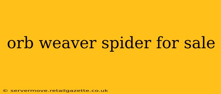 orb weaver spider for sale