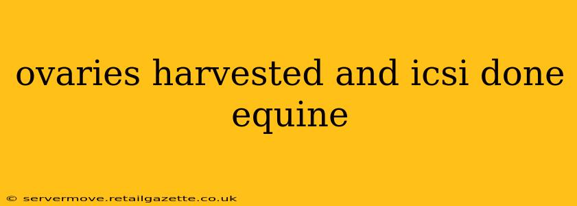 ovaries harvested and icsi done equine