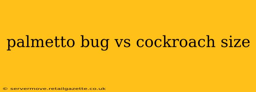 palmetto bug vs cockroach size