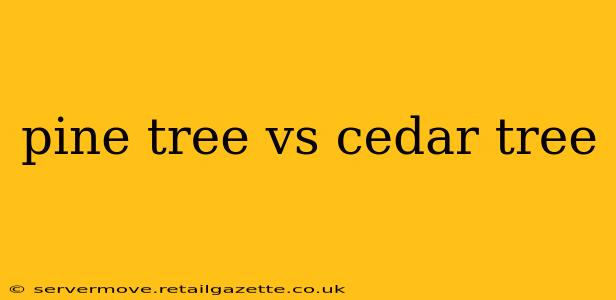 pine tree vs cedar tree