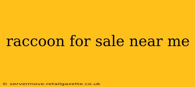 raccoon for sale near me