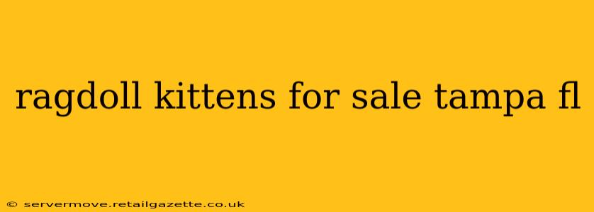 ragdoll kittens for sale tampa fl