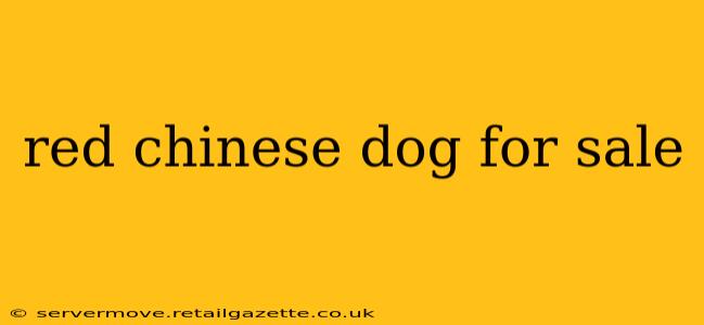 red chinese dog for sale