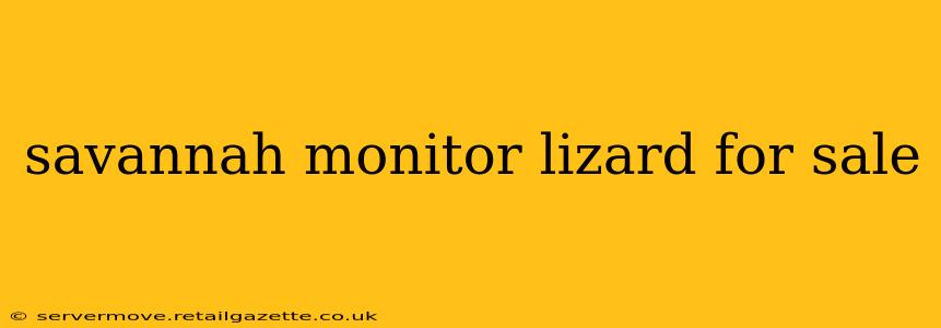 savannah monitor lizard for sale