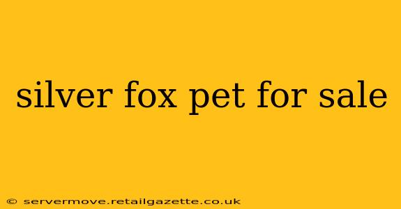 silver fox pet for sale